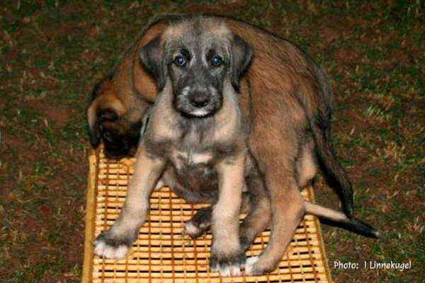 Irish Wolfhound Puppy