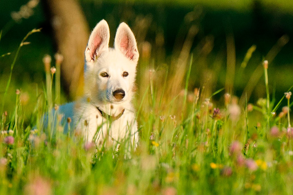 Dachshund puppies artwork