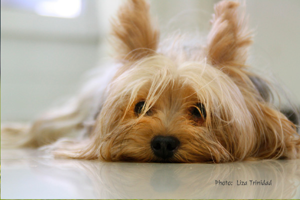 Yorkie adult