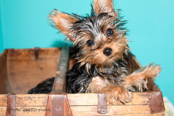 Yorkie puppy