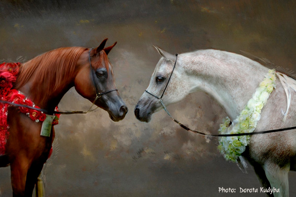Arabians Dorota Kudyba
