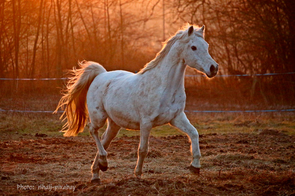 arabian horse