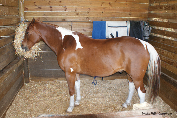 Arabians Dorota Kudyba