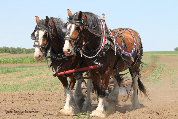 Arabians Dorota Kudyba