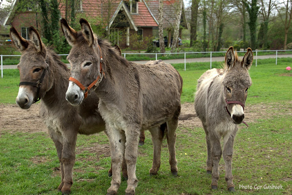 Arabians Dorota Kudyba