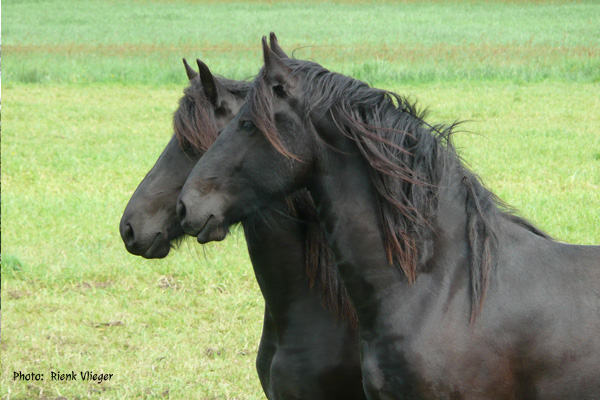 Arabians Dorota Kudyba
