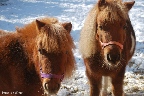 Arabians Dorota Kudyba