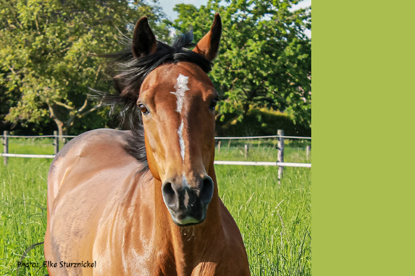 Arabians Dorota Kudyba