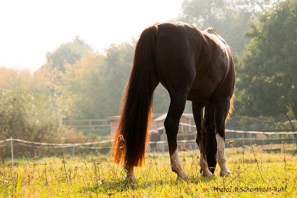 American Saddlebred Schonbrodt-Ruhl