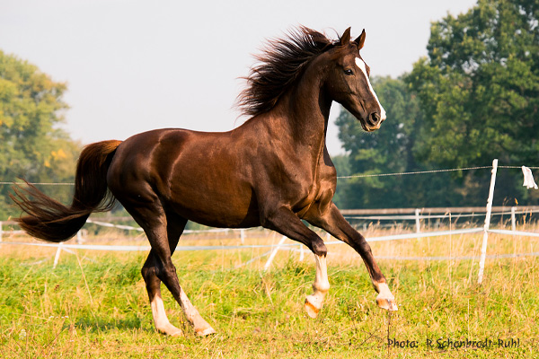 American Saddlebred