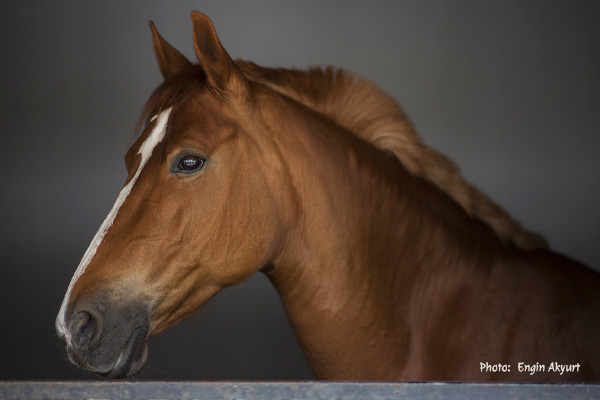 Arabians Dorota Kudyba