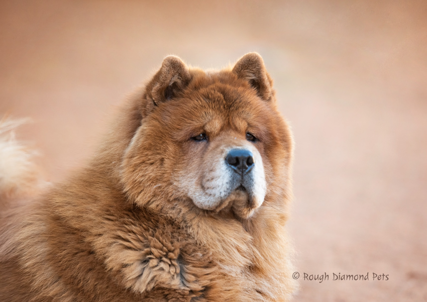 chow chow