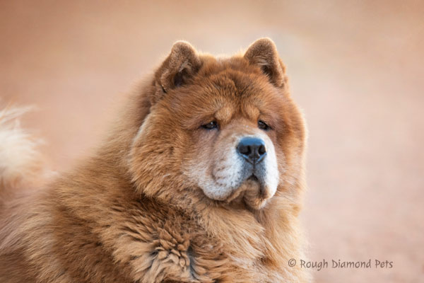 chow chow