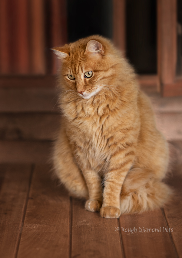 Ginger Cat