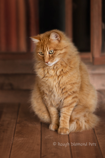 ginger cat