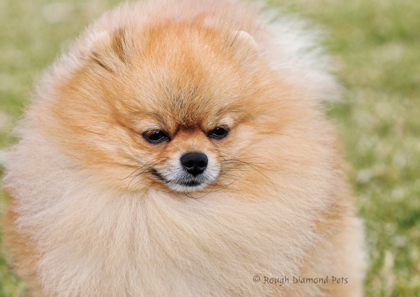 pomeranian