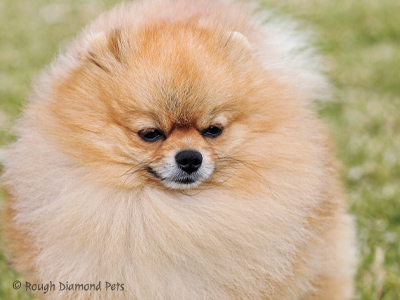 pomeranian