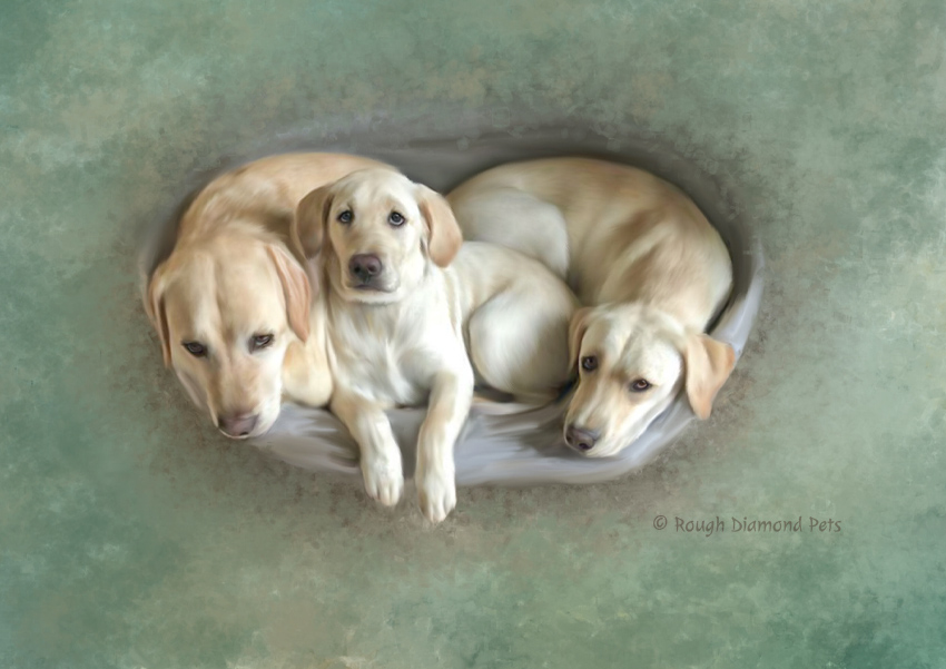 3 labradors in a basket