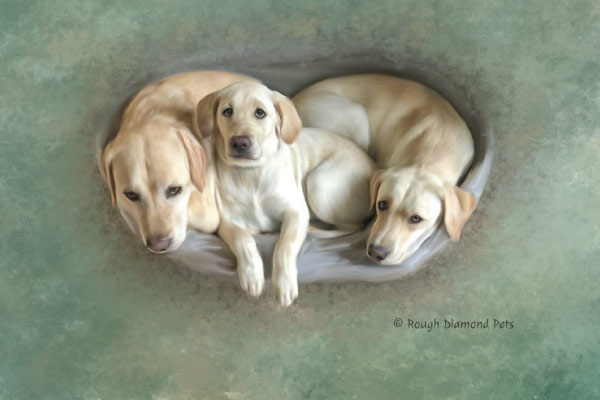 3 labradors in a basket