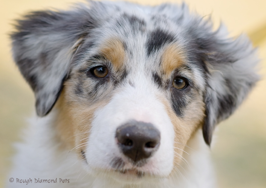 australian shepherd pup