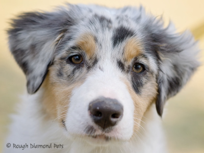 australian shepherd pup