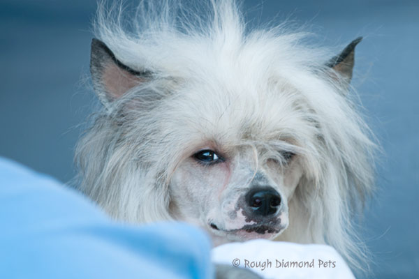 chinese crested