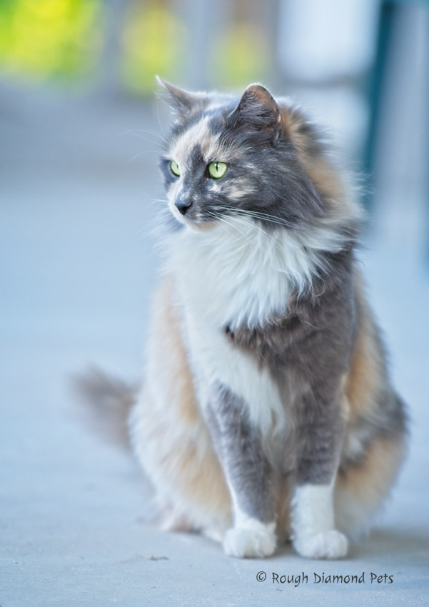 dilute calico cat