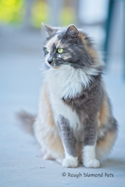 dilute calico cat