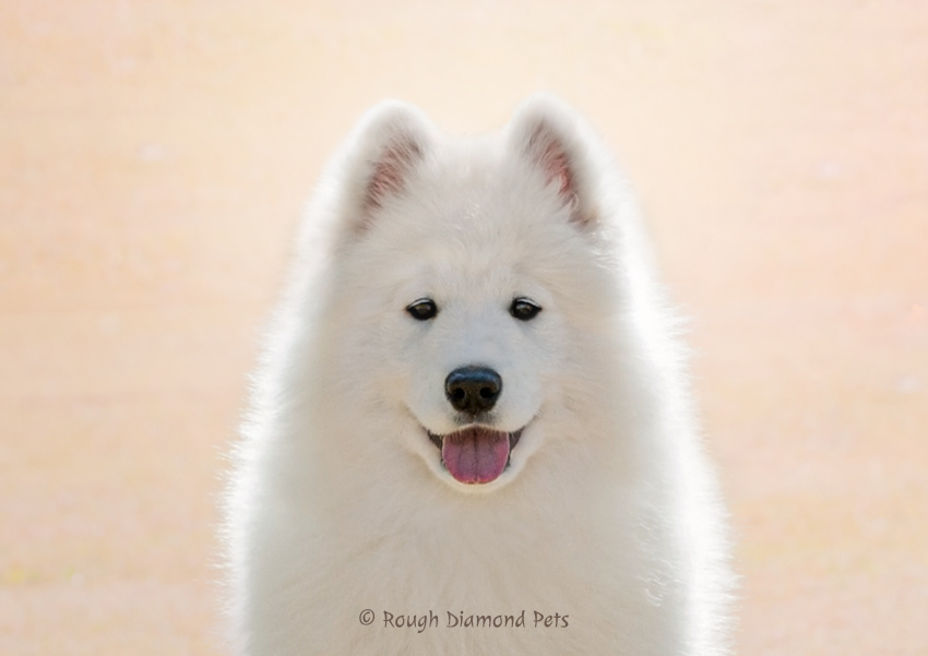 samoyed puppy