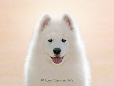 samoyed puppy