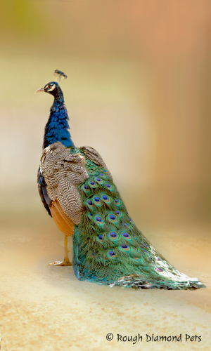 peacock