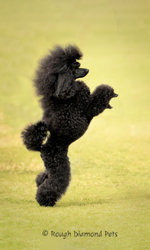 poodle on back legs